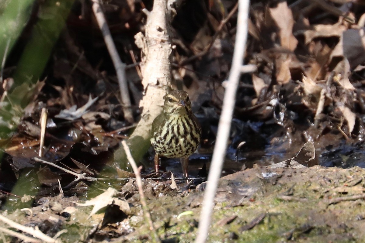 Northern Waterthrush - Hailey Clancy