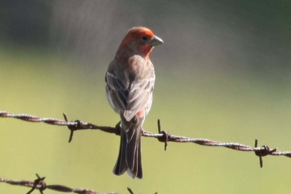 House Finch - Duane Yarbrough