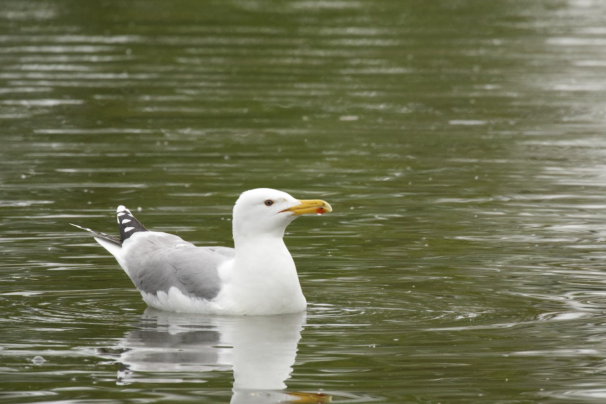 Caspian Gull - ML618166733