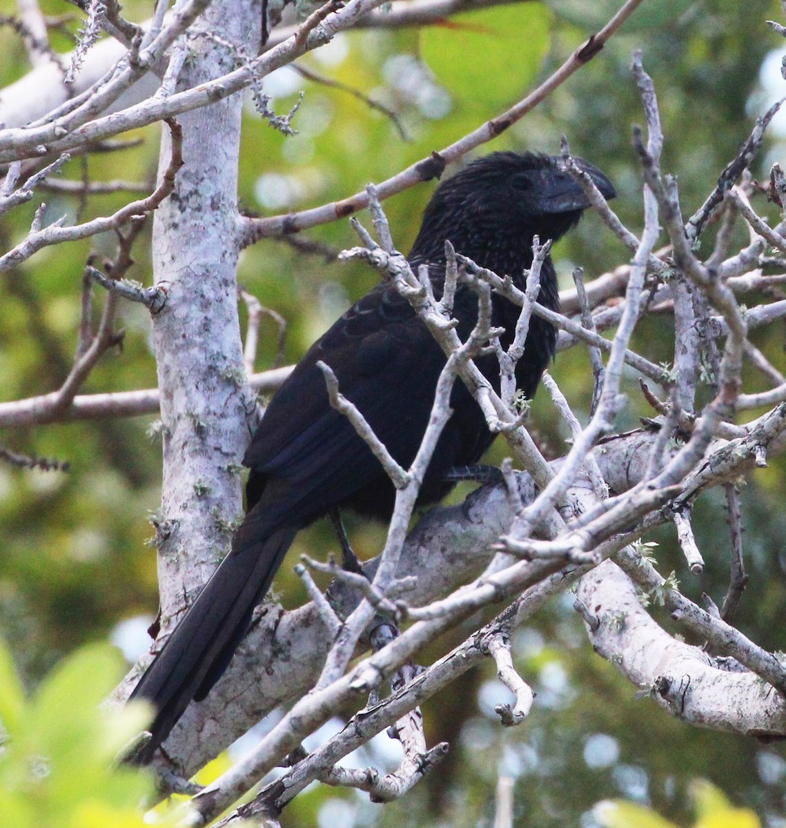 Groove-billed Ani - William Scott