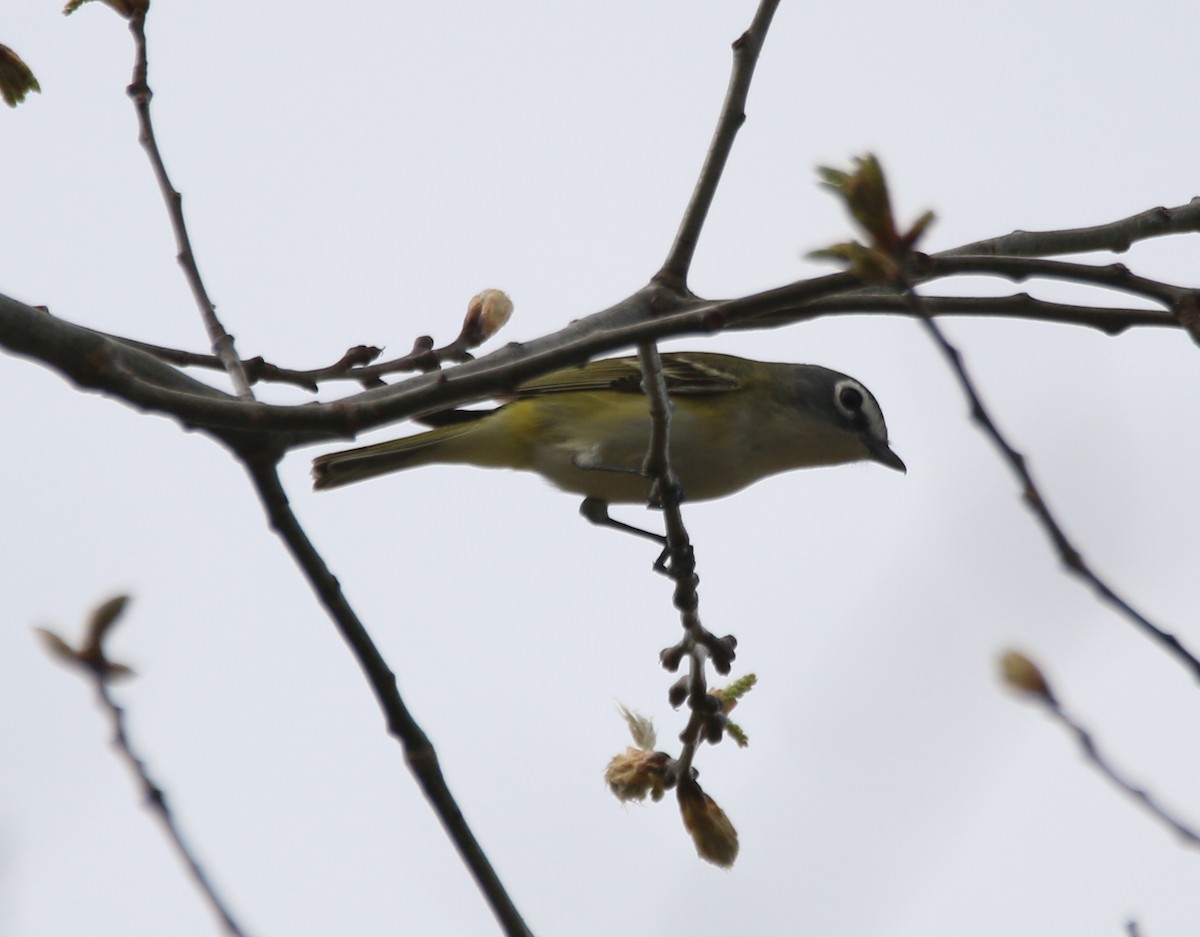 Blue-headed Vireo - Dan Fox