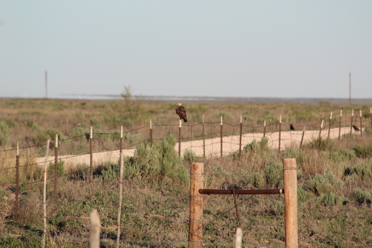 Ferruginous Hawk - Bobby  Schat