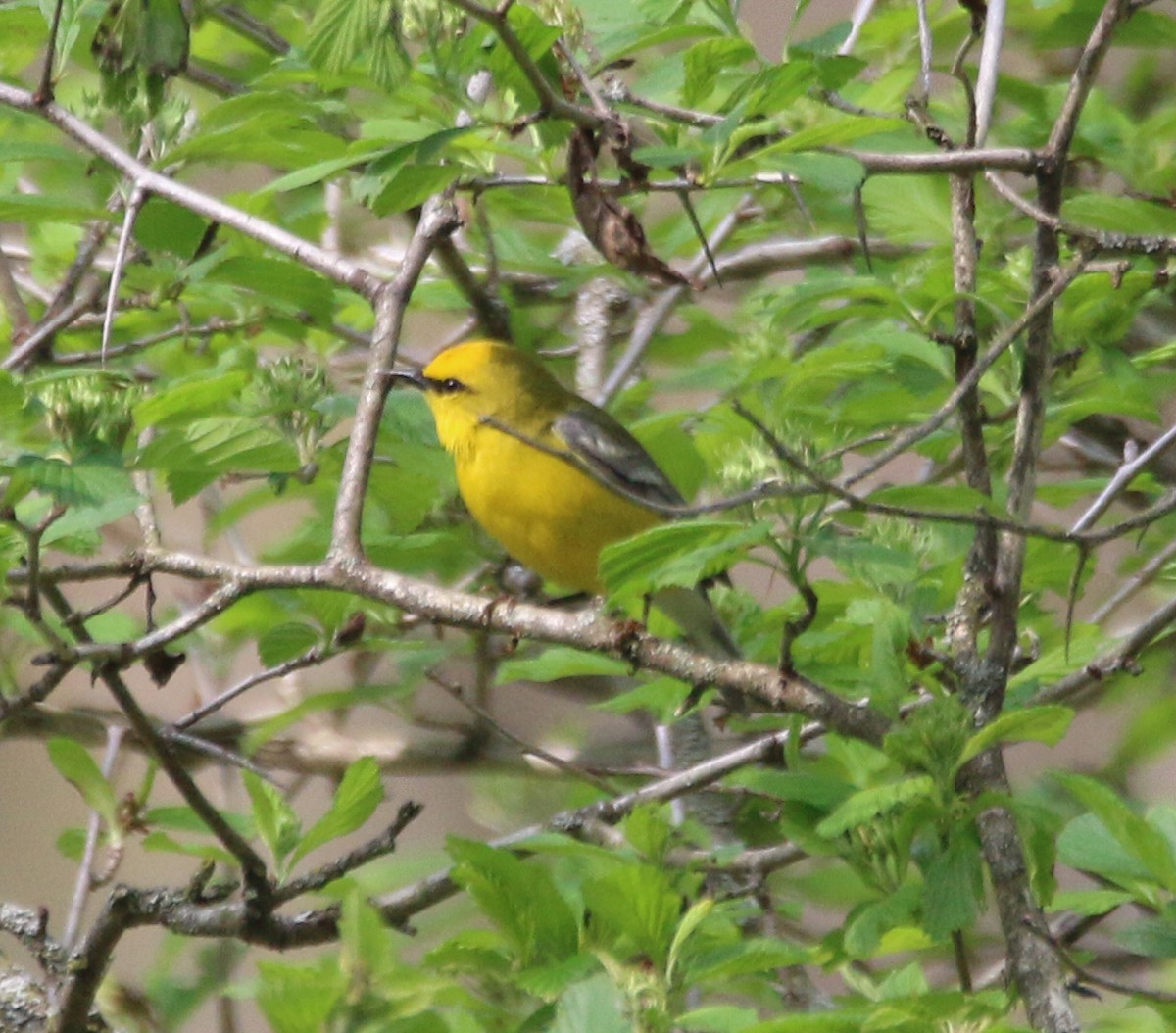 Blue-winged Warbler - Dan Fox