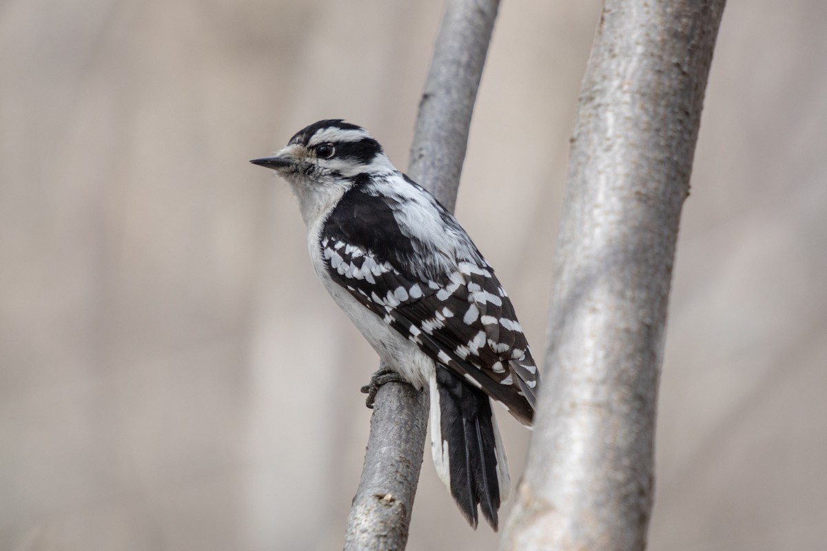 Downy Woodpecker - Michèle Delisle