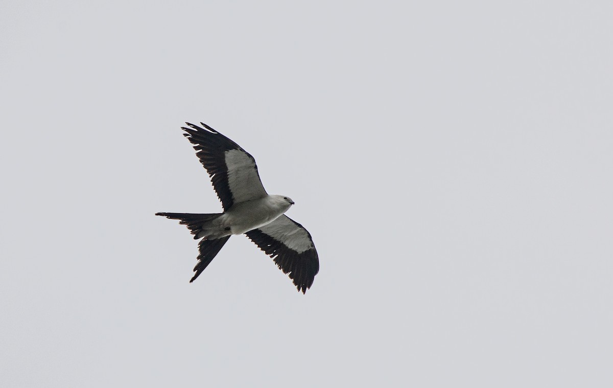 Swallow-tailed Kite - Anonymous