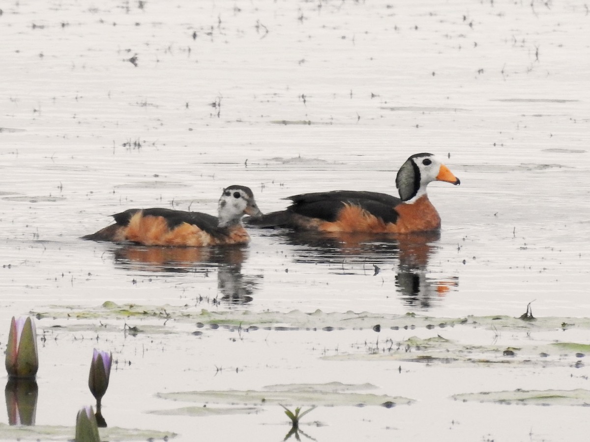 African Pygmy-Goose - Clare Mateke