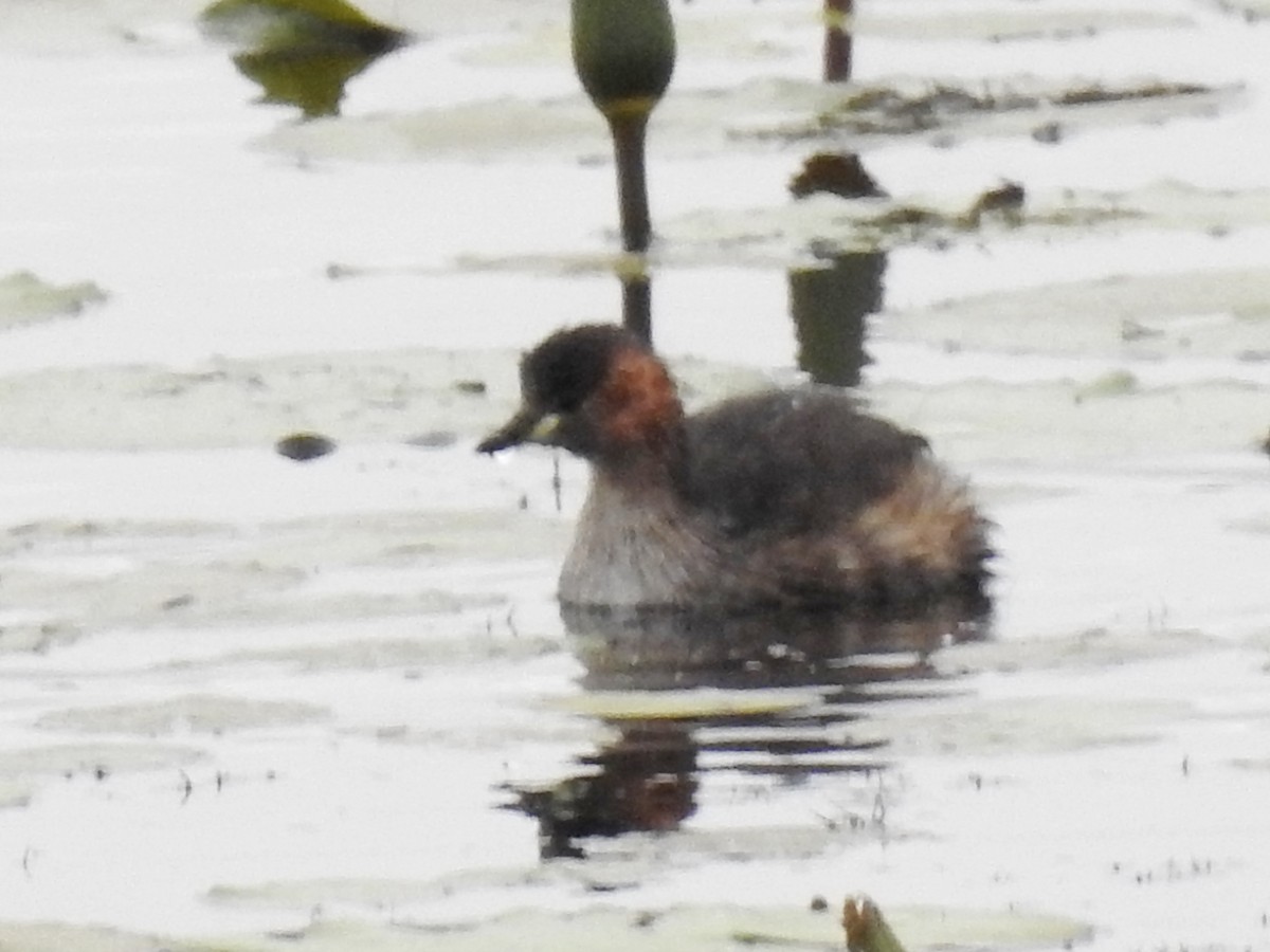 カイツブリ（ruficollis グループ） - ML618166864