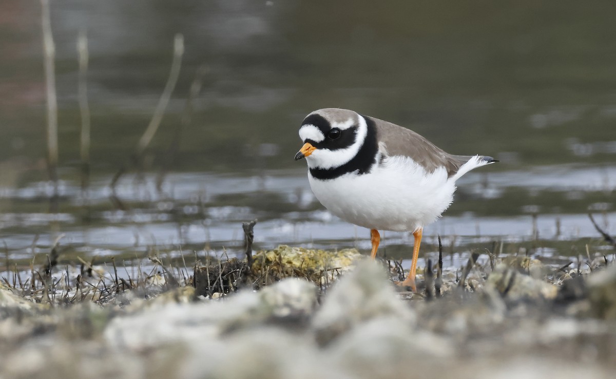 Common Ringed Plover - ML618166867