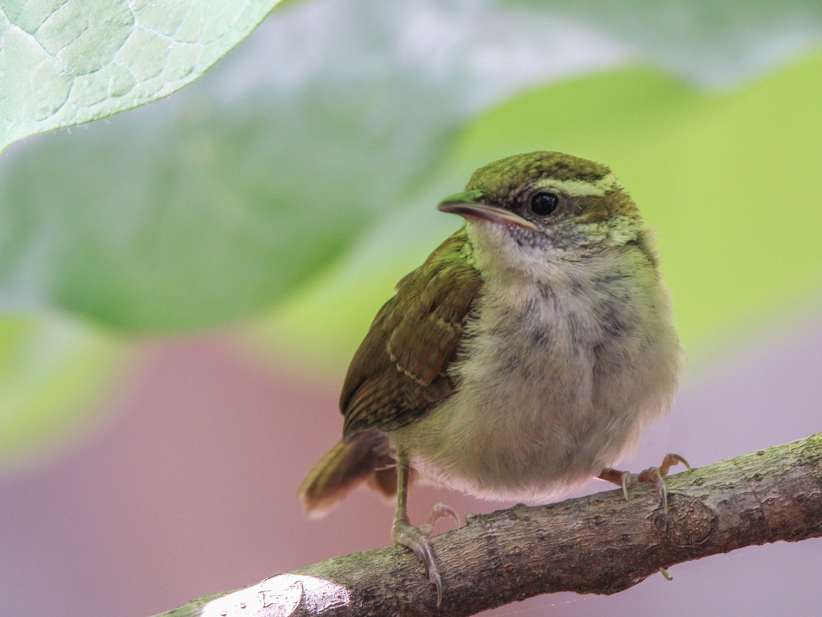 Carolina Wren - ML618166878