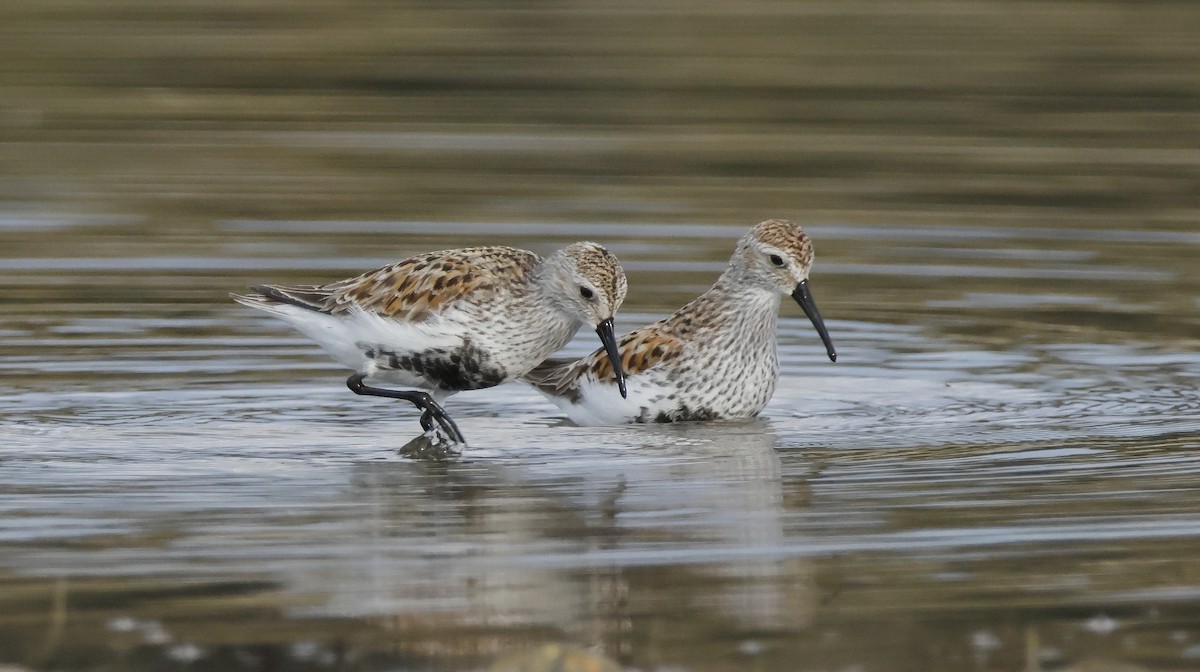 Dunlin - David Fernández