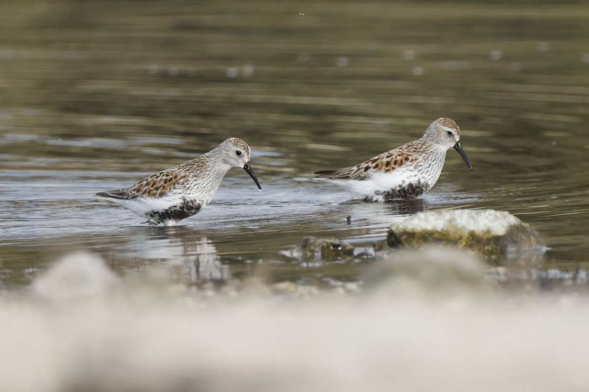 Dunlin - ML618166889