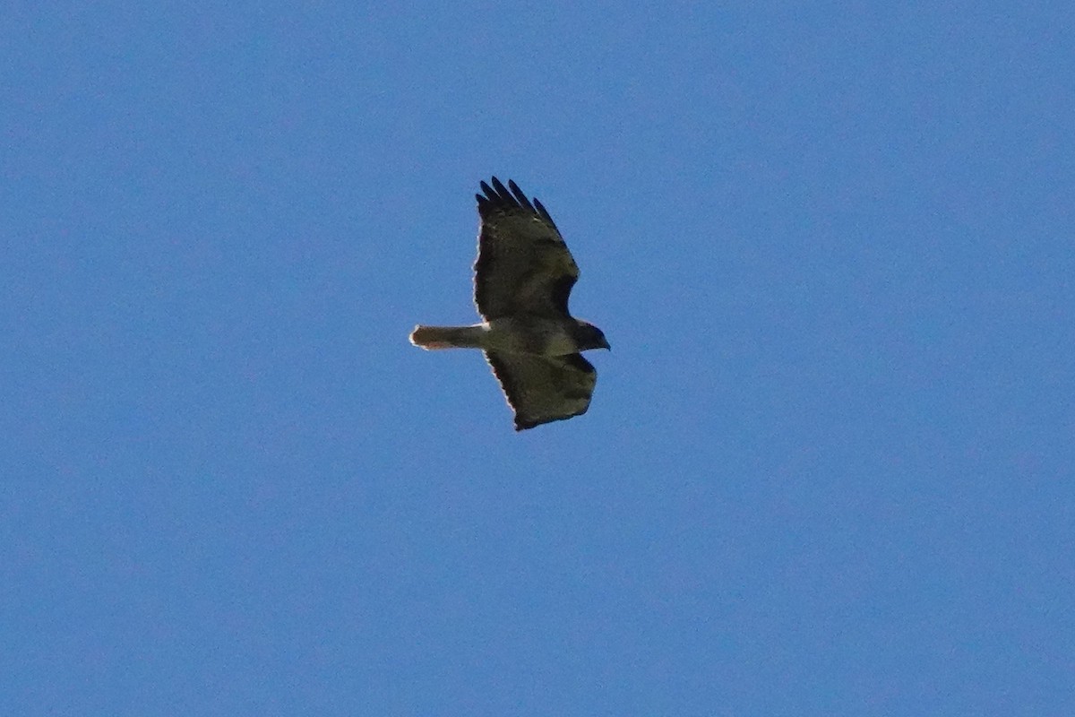 Red-tailed Hawk - ML618166910