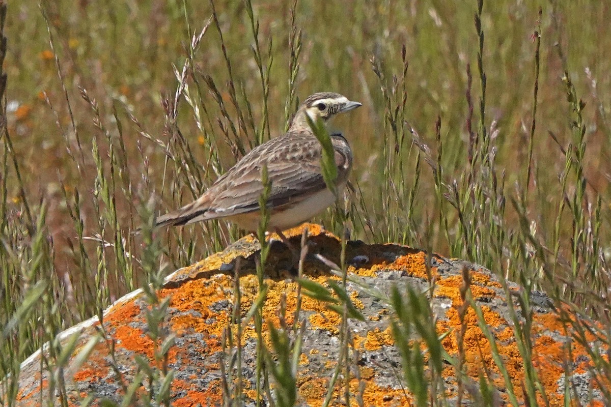 Horned Lark - ML618166934