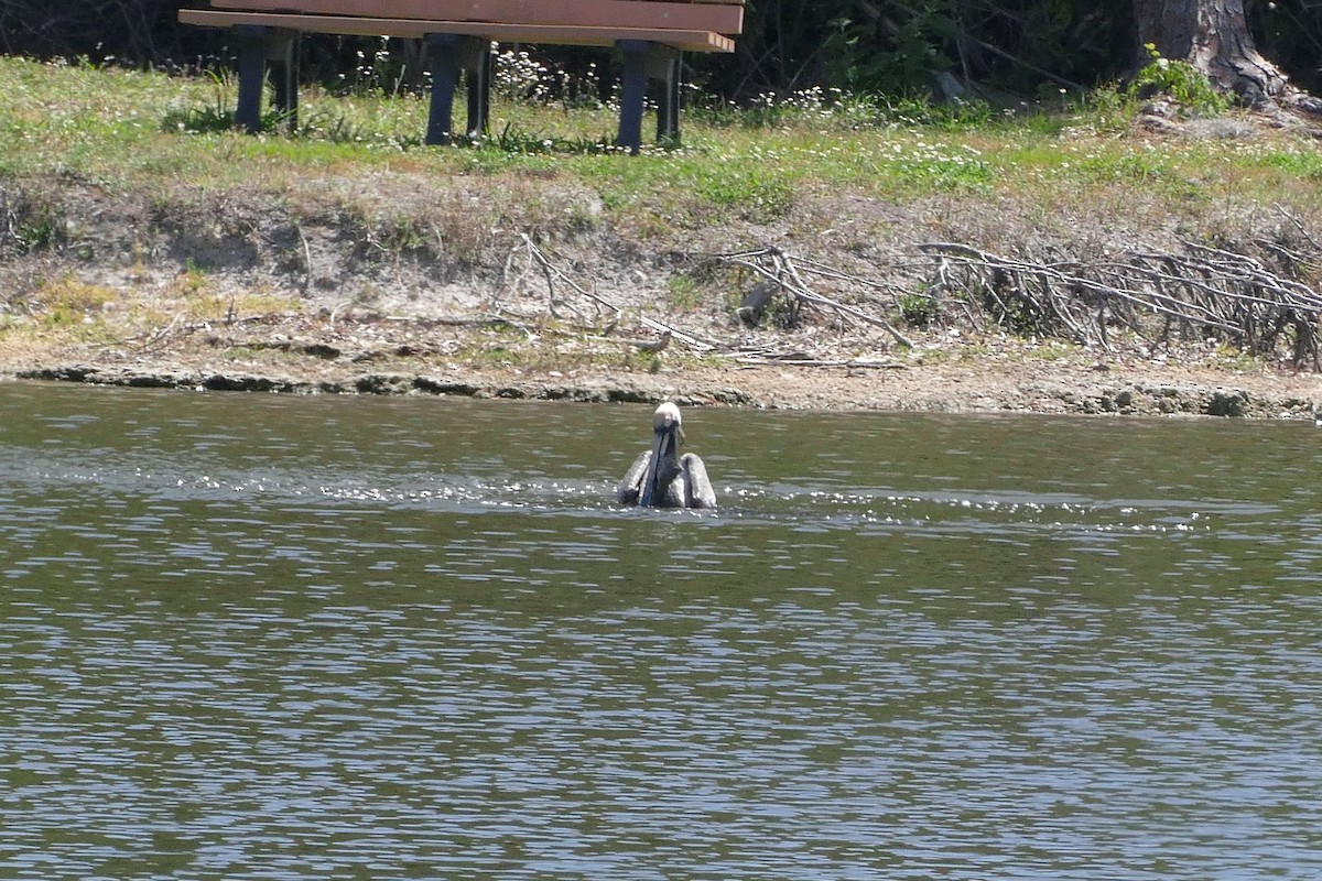 Brown Pelican - ML618166936