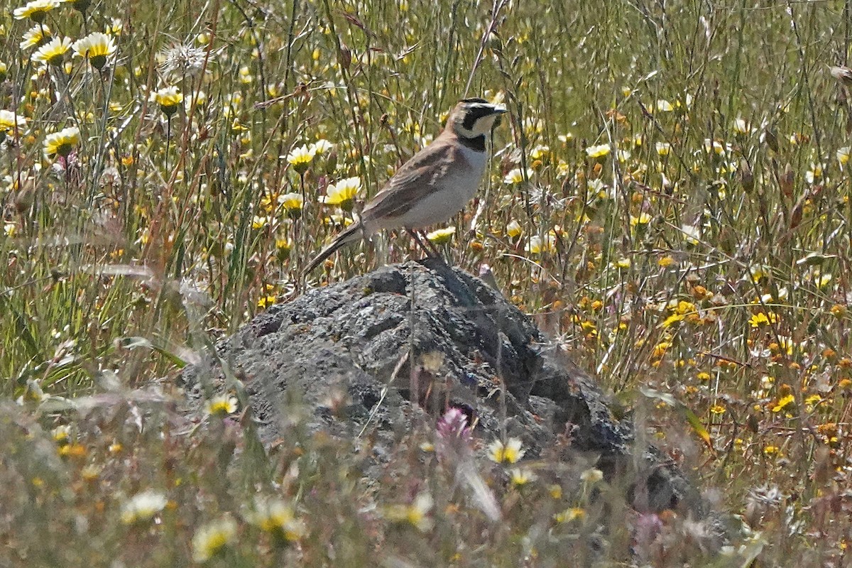 Horned Lark - ML618166944