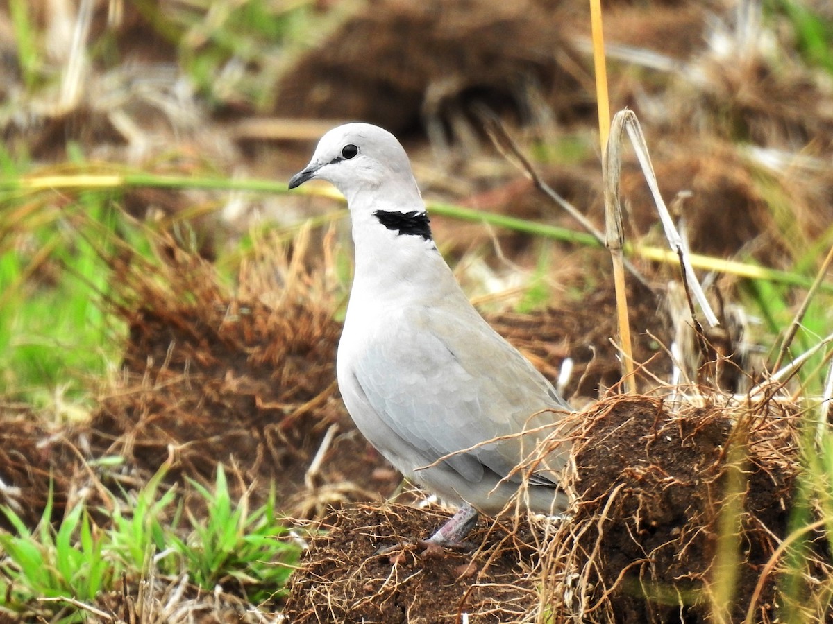 Ring-necked Dove - Clare Mateke