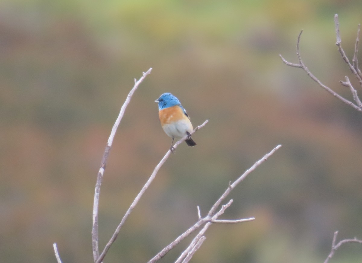 Lazuli Bunting - Kevin Burns