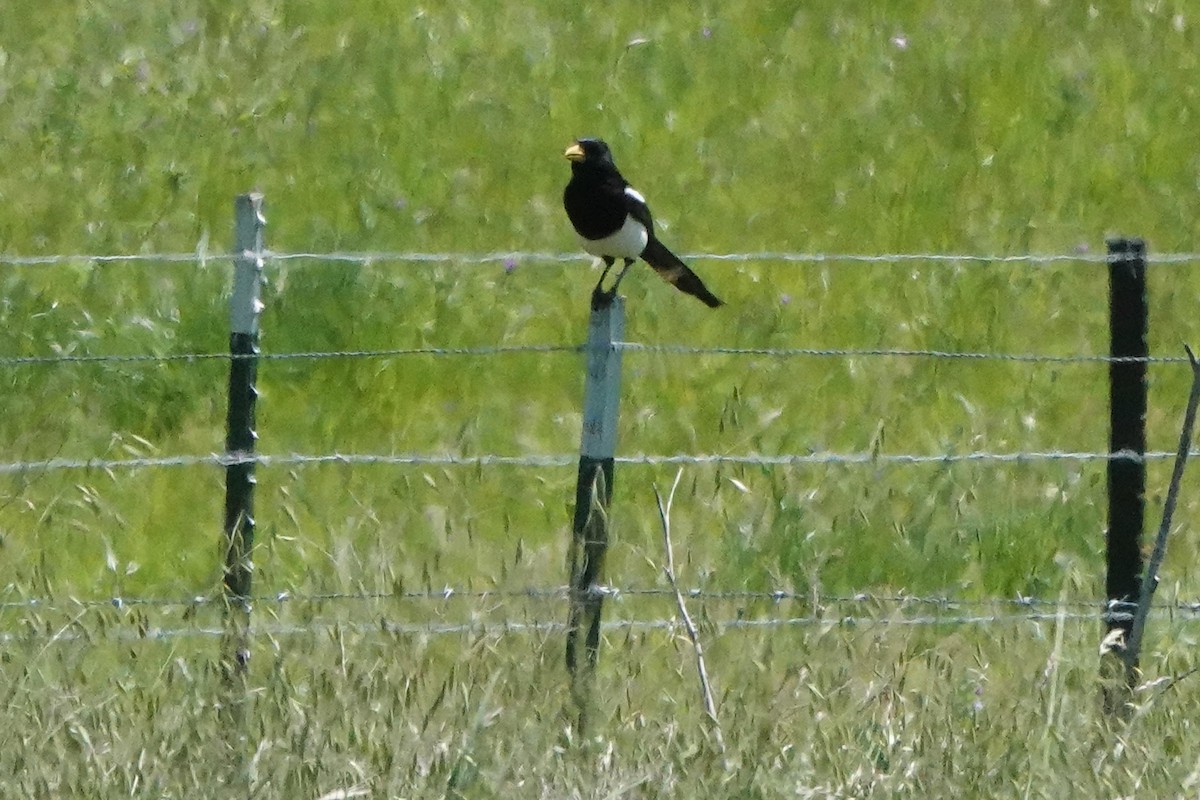 Yellow-billed Magpie - ML618166966