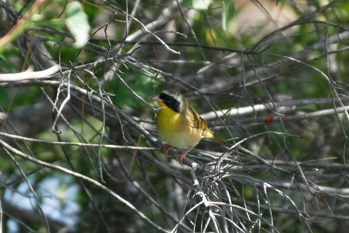 Common Yellowthroat - ML618166967