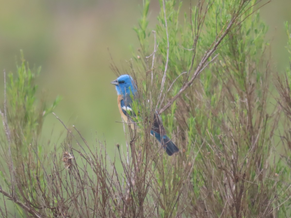 Lazuli Bunting - Kevin Burns