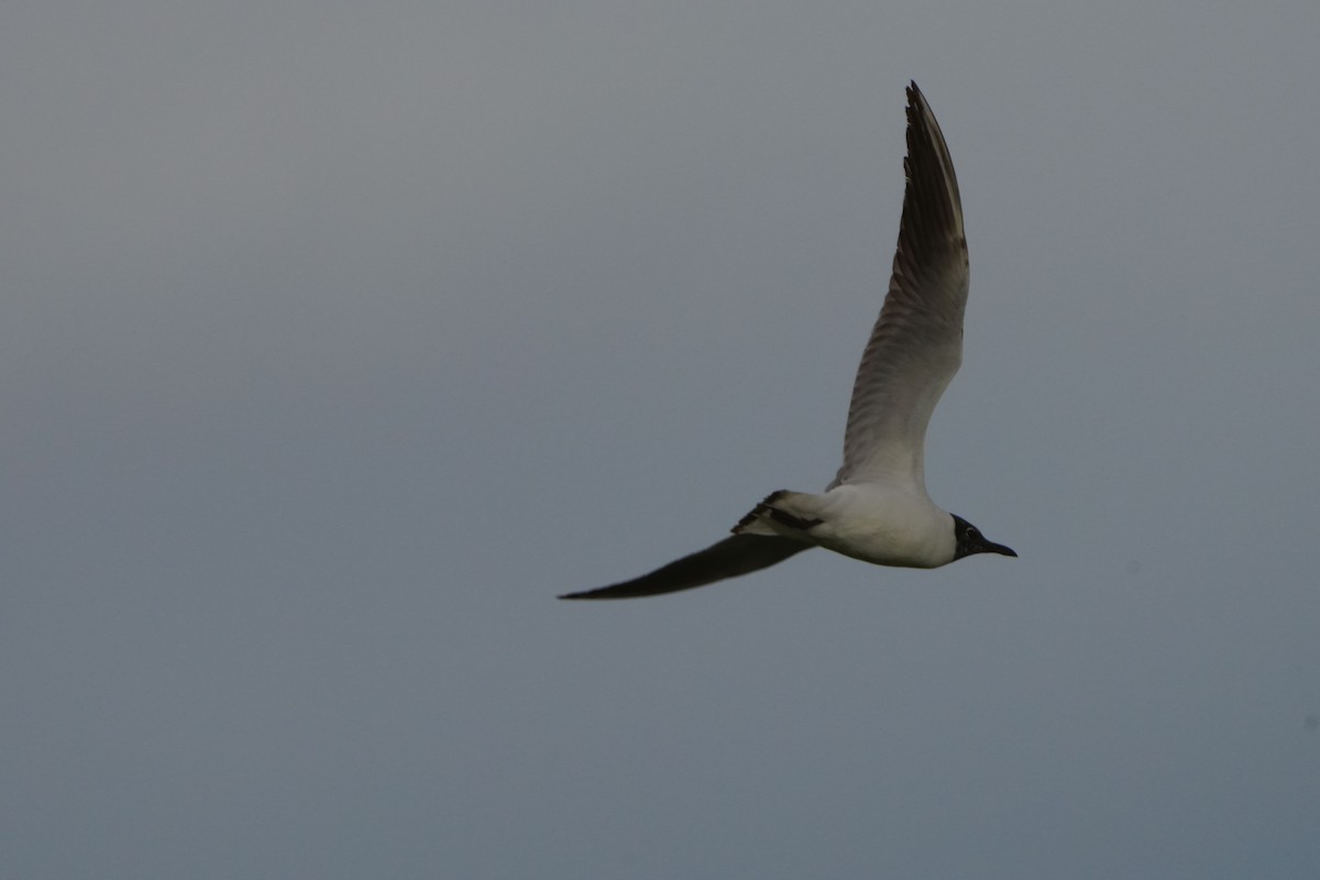 Black-headed Gull - Victoriano Mora Morillo