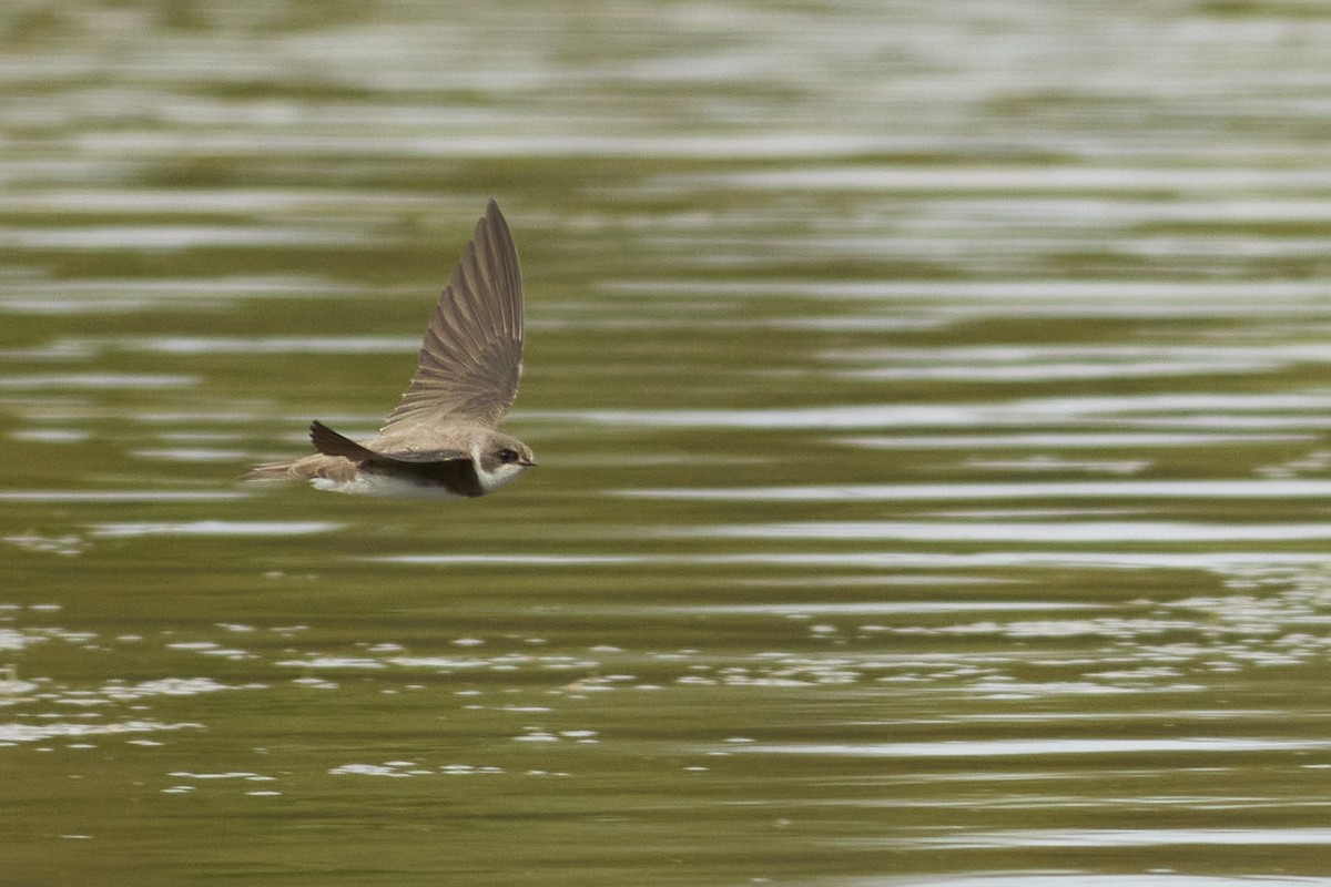 Bank Swallow - Niall Bell