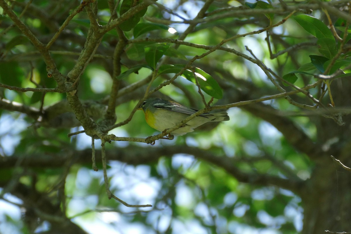 Northern Parula - Ron Smith