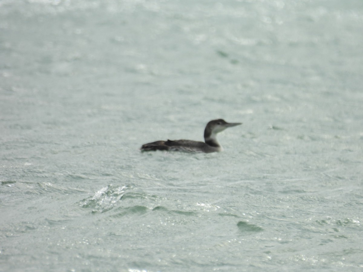 Common Loon - Susan Lamberts