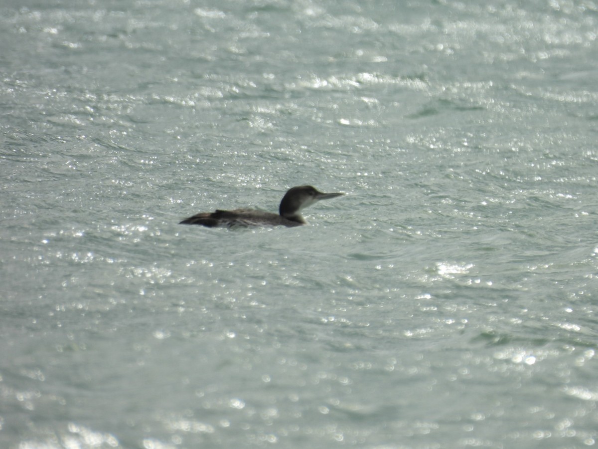 Common Loon - Susan Lamberts