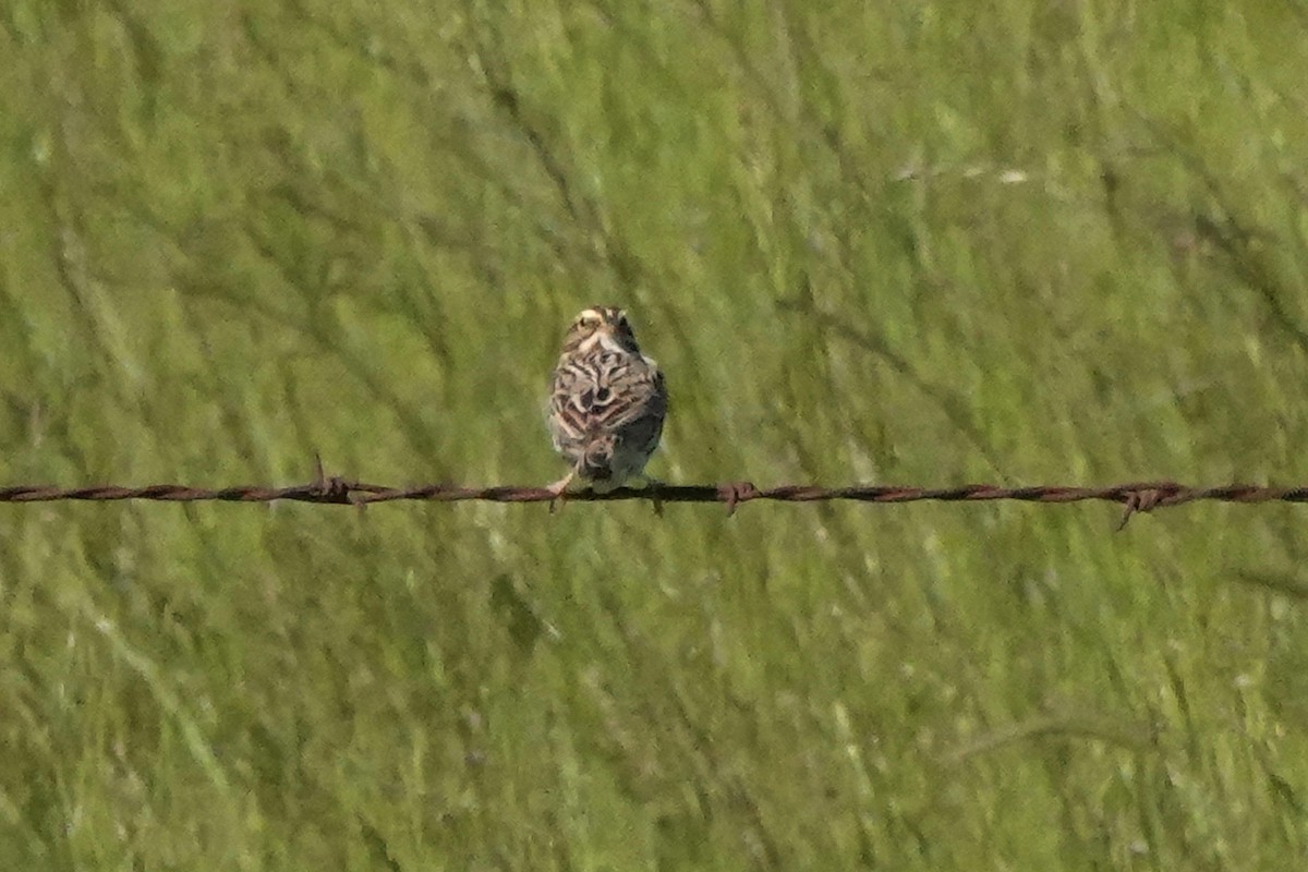 Savannah Sparrow - ML618166991