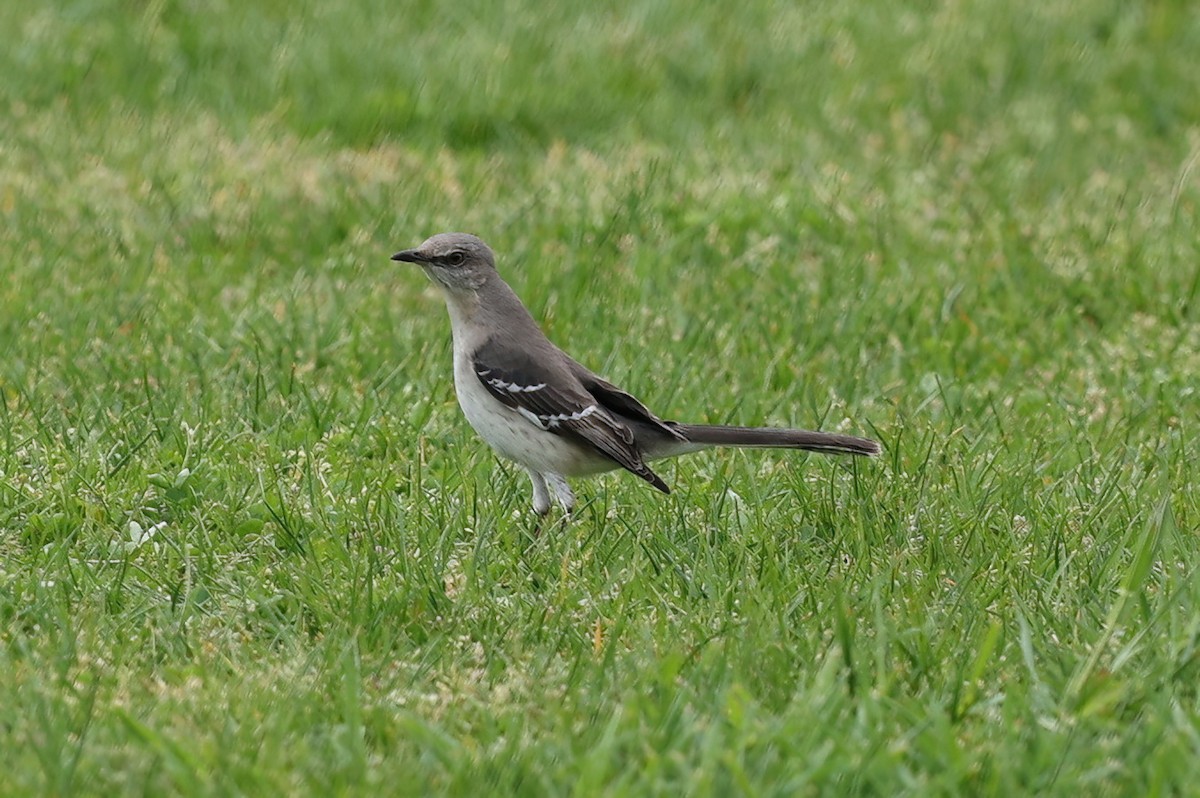 Northern Mockingbird - Irene George