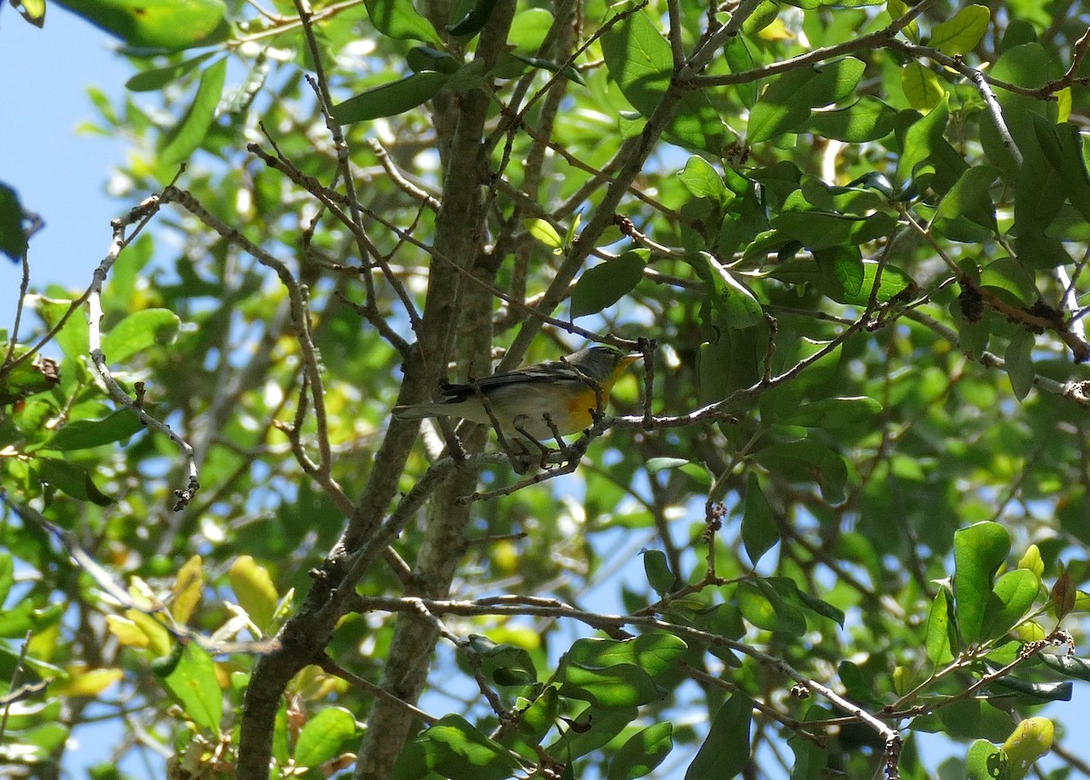 Northern Parula - ML618166995