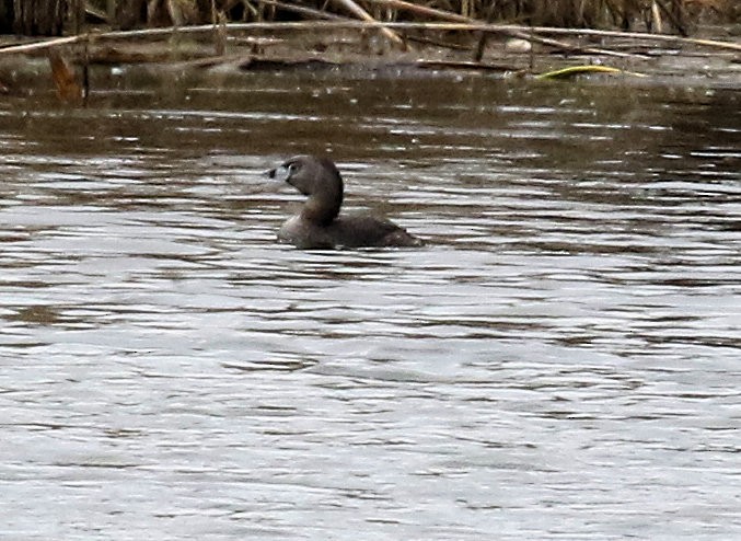 Pied-billed Grebe - Kernan Bell