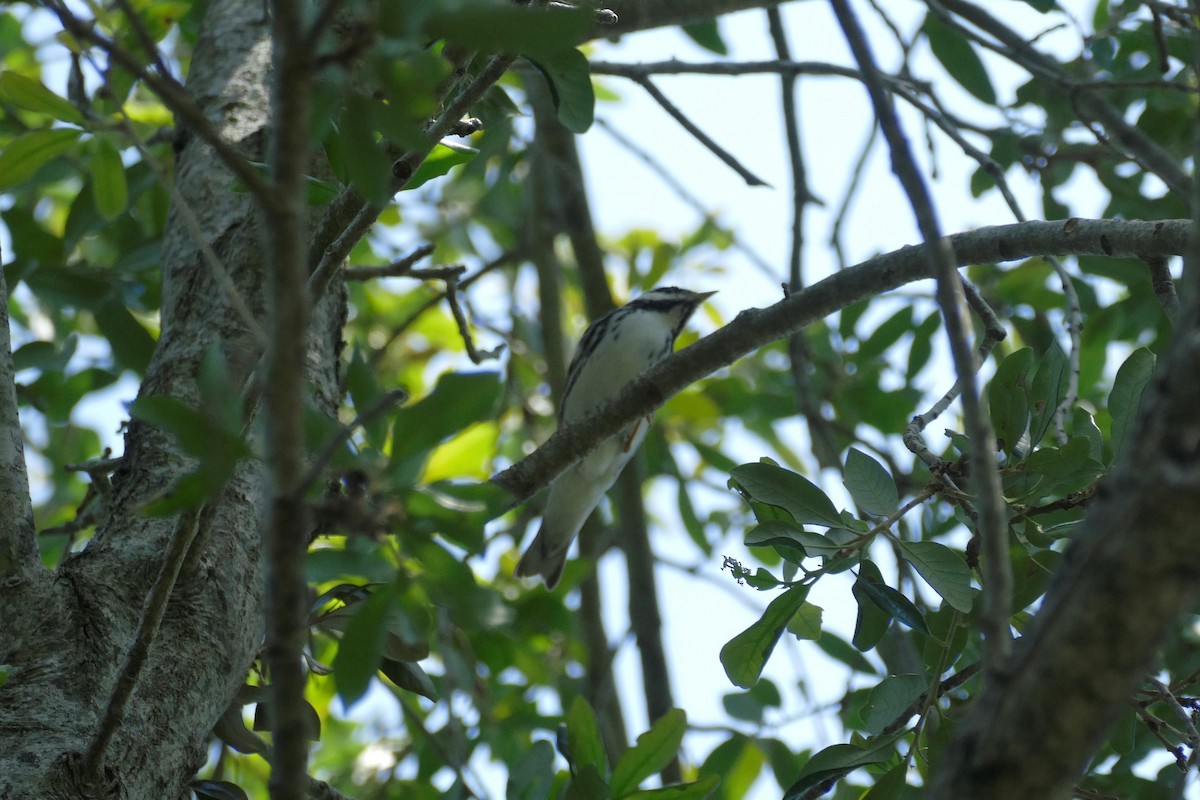 Paruline rayée - ML618167009