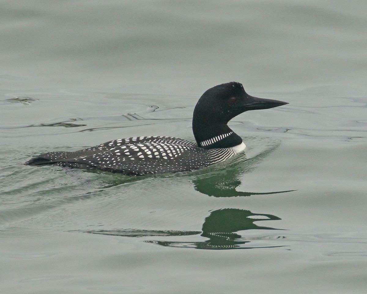 Common Loon - Keith Carlson