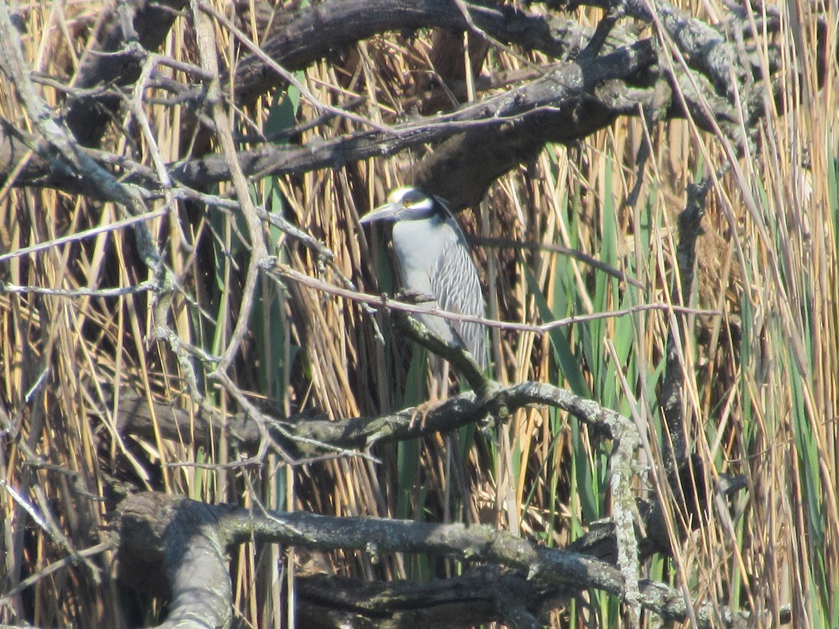 Yellow-crowned Night Heron - ML618167022