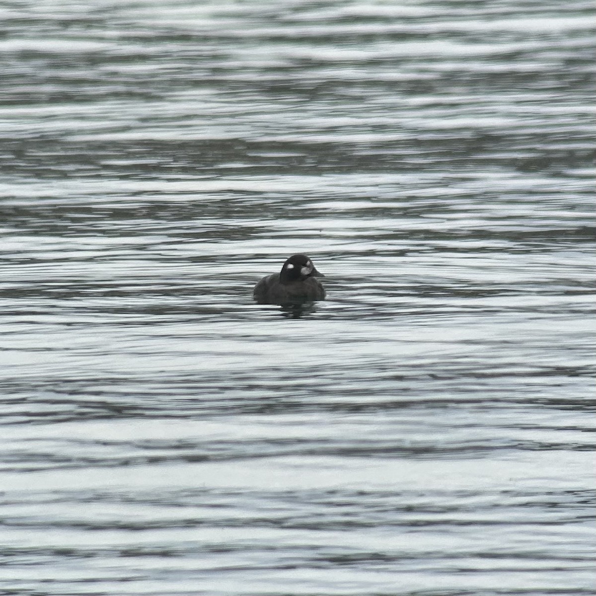 Harlequin Duck - Oliver Kew