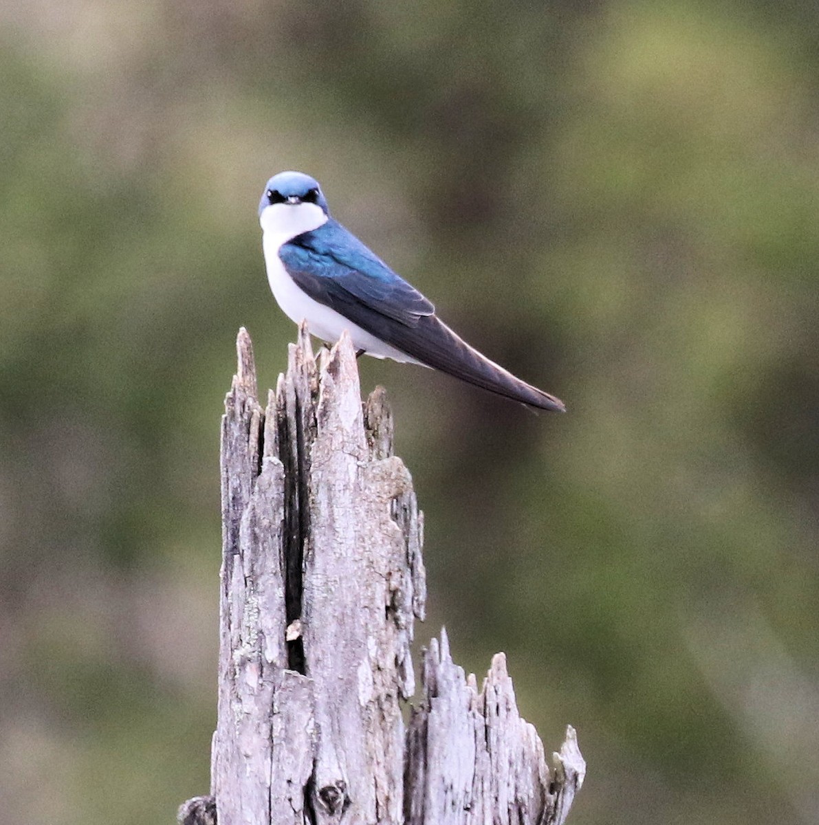 Tree Swallow - ML618167031