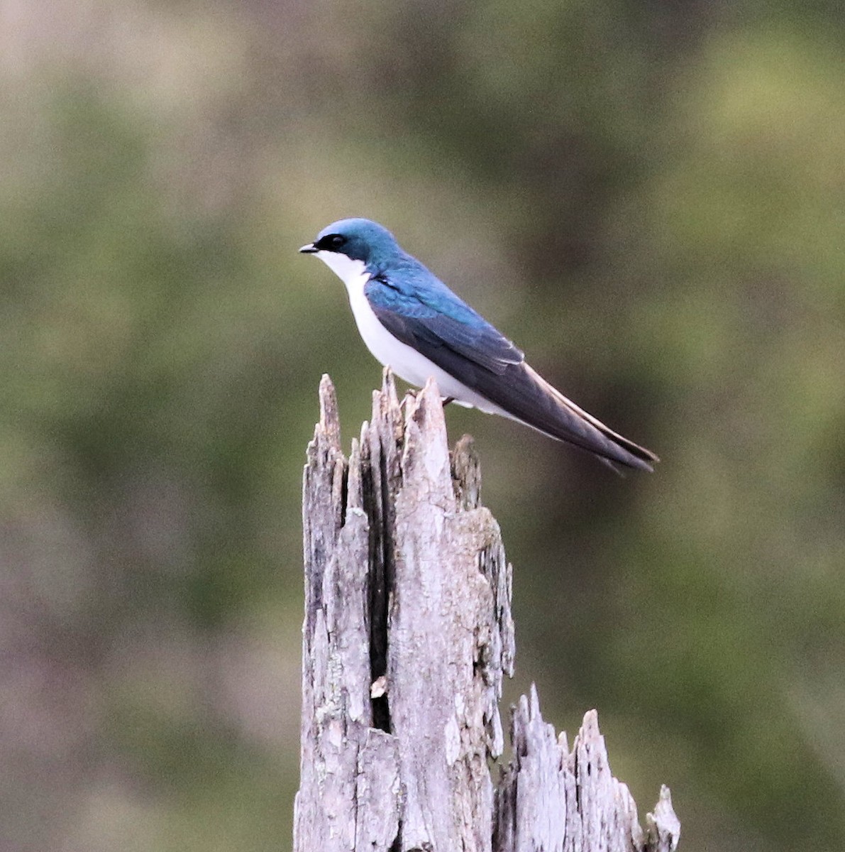 Tree Swallow - ML618167032