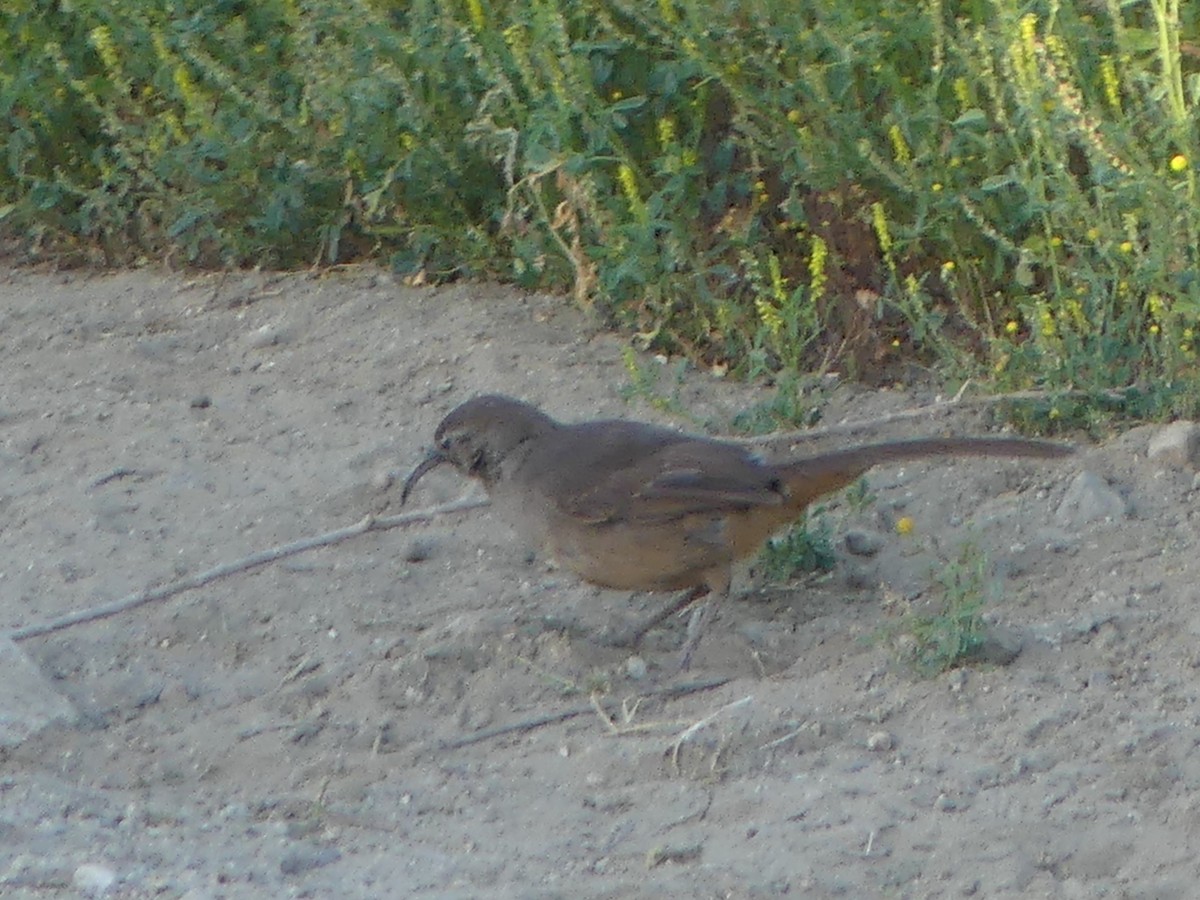 California Thrasher - David Telles