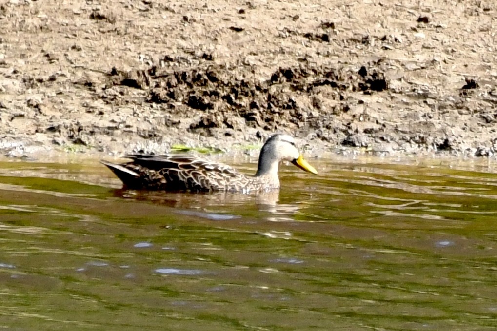 Mottled Duck - Sue Palmer