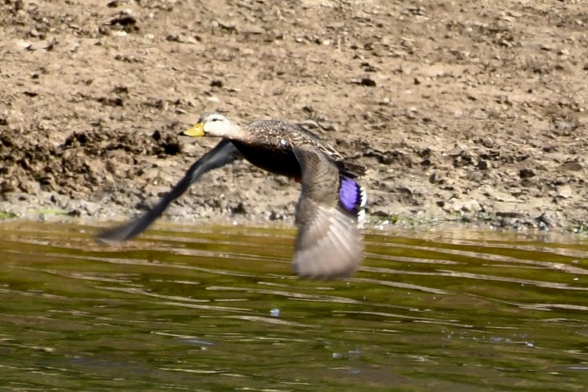 Mottled Duck - Sue Palmer