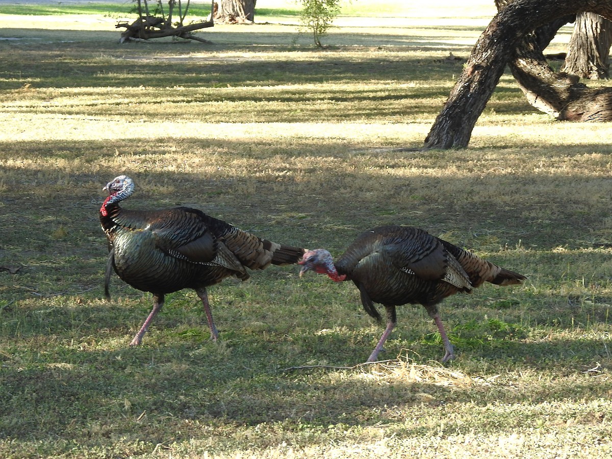 Wild Turkey - ML618167116