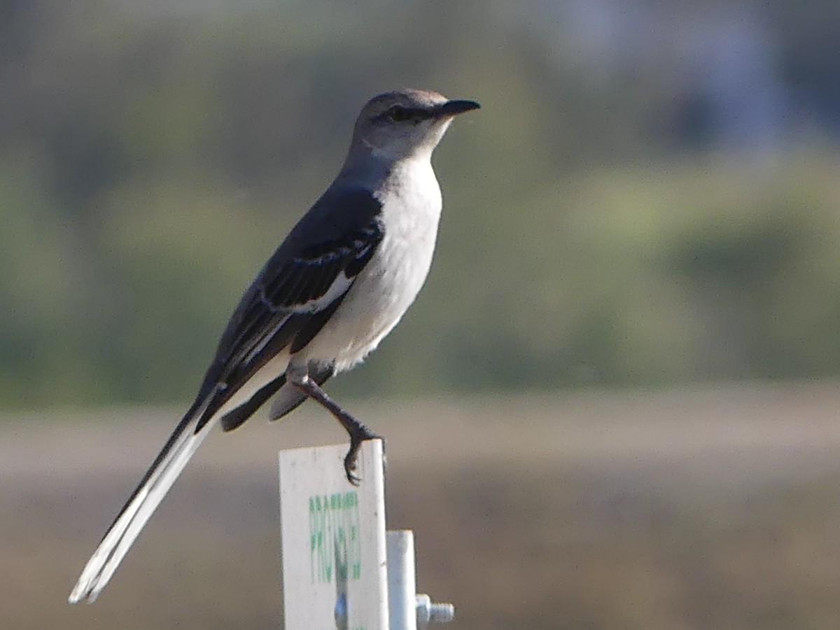 Northern Mockingbird - David Telles