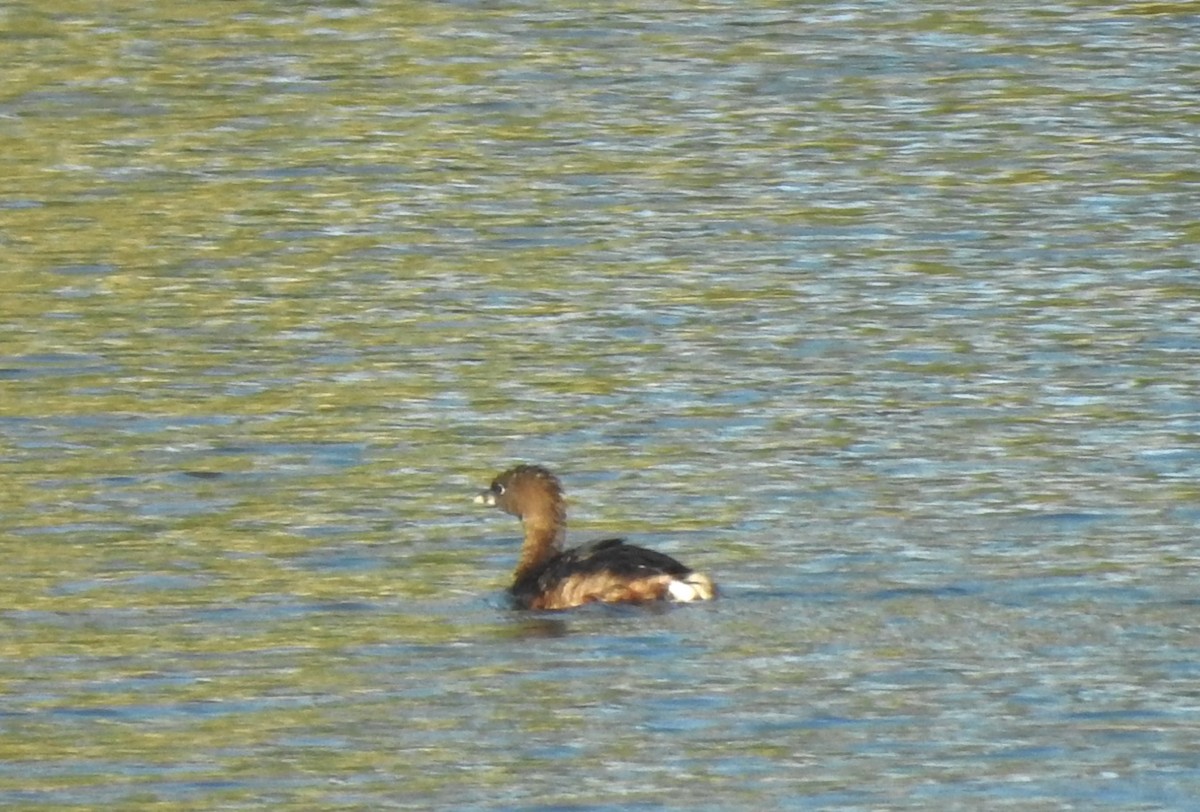 Pied-billed Grebe - ML618167121