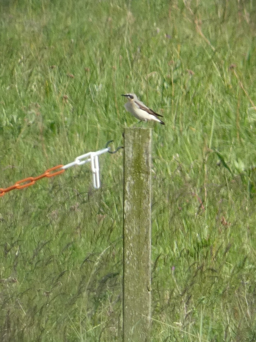 Northern Wheatear - Frederik Albrecht