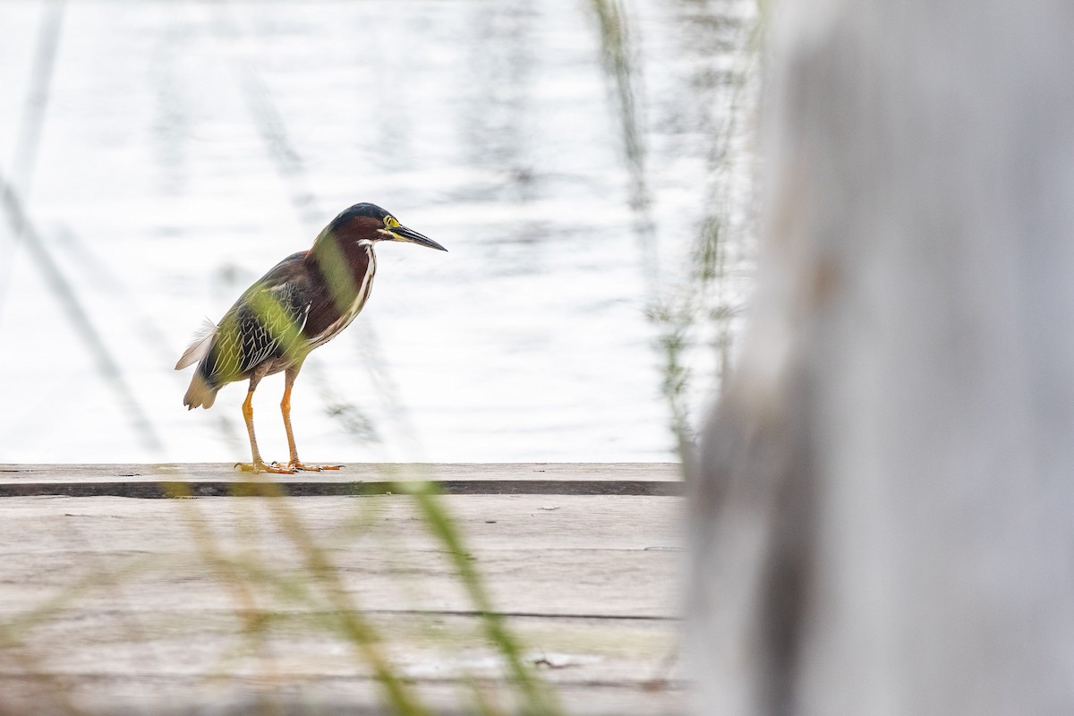 Green Heron - ML618167138