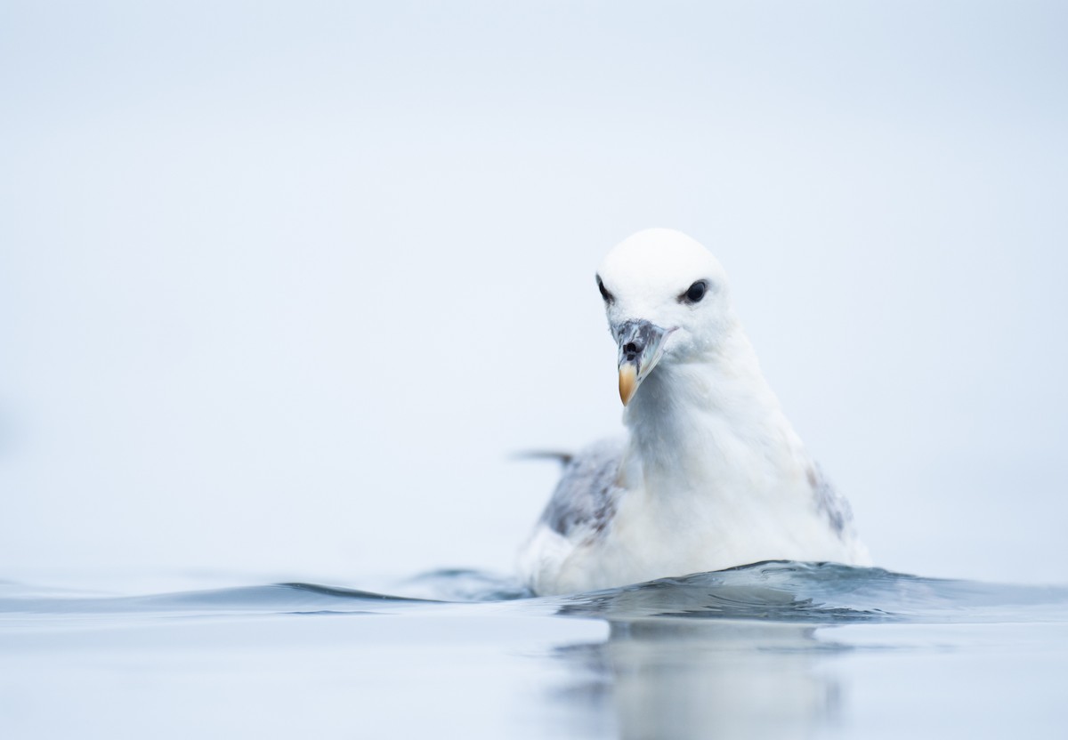 buřňák lední - ML618167145