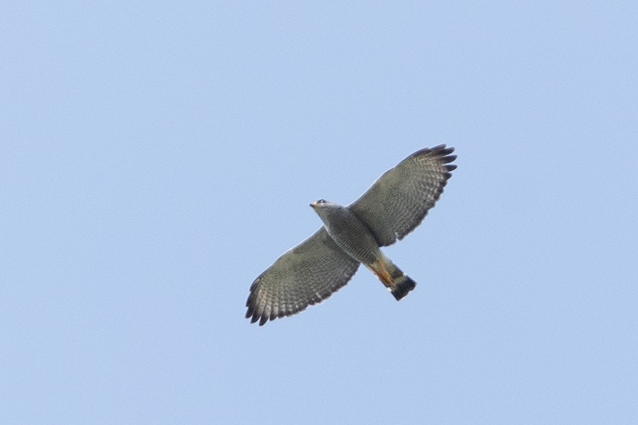 Gray Hawk - Rafael León Madrazo