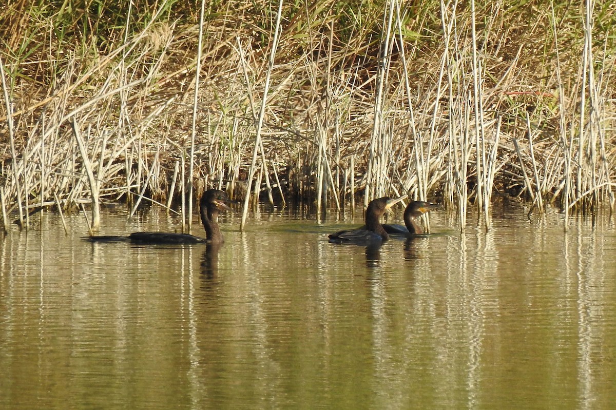 Cormorán Biguá - ML618167153